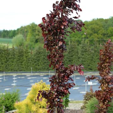 Rotbuche Anny's Red Pillar - Fagus sylvatica