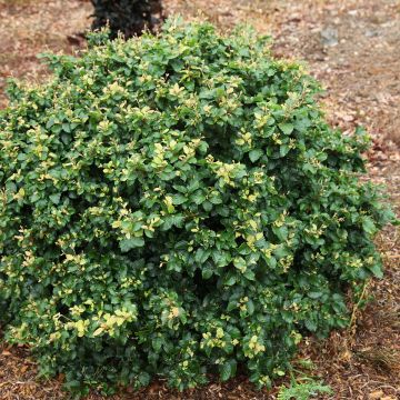 Fagus sylvatica Asterix - Hêtre nain