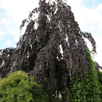 Rotbuche Black Swan - Fagus sylvatica