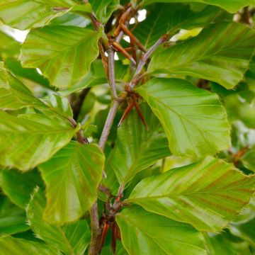 Rotbuche Callista - Fagus sylvatica