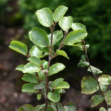 Rotbuche Cockleshell - Fagus sylvatica