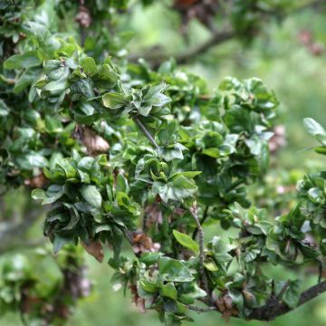 Rotbuche Cristata - Fagus sylvatica