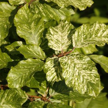 Fagus sylvatica Franken - Hêtre nain panaché de blanc