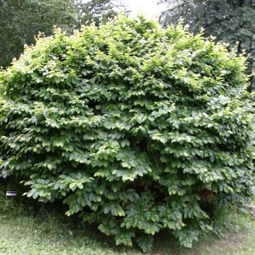 Rotbuche Fruticosa - Fagus sylvatica