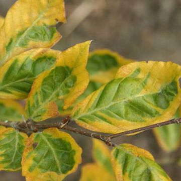 Fagus sylvatica Golden Edge - Hêtre commun