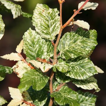 Rotbuche Marmor Star - Fagus sylvatica