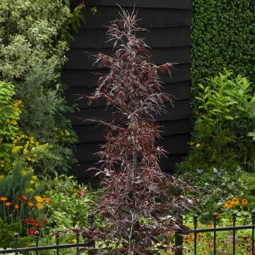 Rotbuche Midnight Feather - Fagus sylvatica