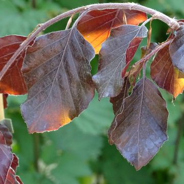 Rotbuche Purple Fountain - Fagus sylvatica