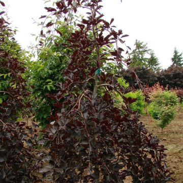 Rotbuche Purpurea Pendula - Fagus sylvatica