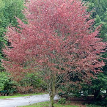 Rotbuche Riversii - Fagus sylvatica