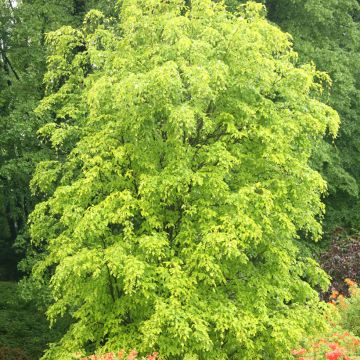 Rotbuche Rohan Gold - Fagus sylvatica