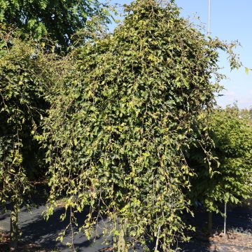 Rotbuche Rohan Green Weeping - Fagus sylvatica