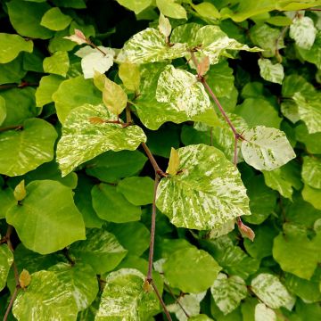 Rotbuche Rolf Marquardt - Fagus sylvatica