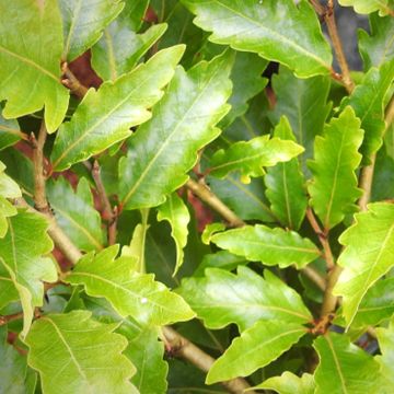 Fagus sylvatica Sandrode - Hêtre nain