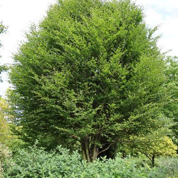 Fagus sylvatica Skrzat - Hêtre nain