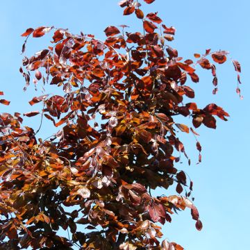 Rotbuche Swat Magret - Fagus sylvatica