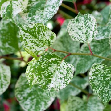 Fallopia bohemica Spectabilis - Böhmischer Staudenknöterich