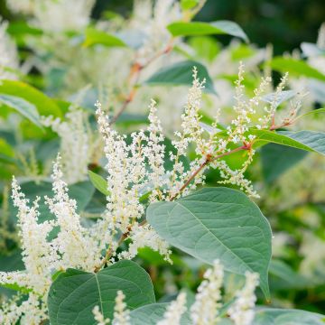 Fallopia sachalinensis - Sachalin-Staudenknöterich