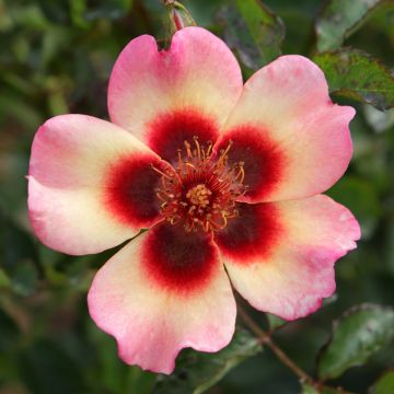 Rosa persica Fancy Babylon Eyes - Zwerg-Parkrose