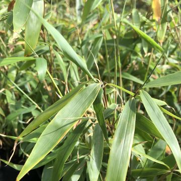 Fargesia robusta Tauro - Bambus