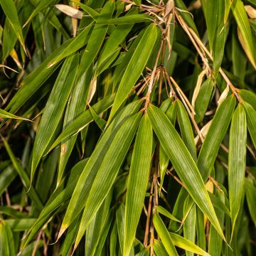 Fargesia robusta - Bambou non traçant