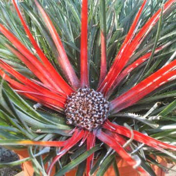 Fascicularia bicolor - Fascicularie