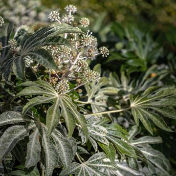 Fatsia japonica Spider's Web - Zimmeraralie