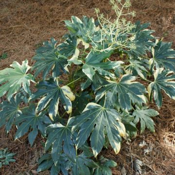 Fatsia japonica Variegata - Zimmeraralie