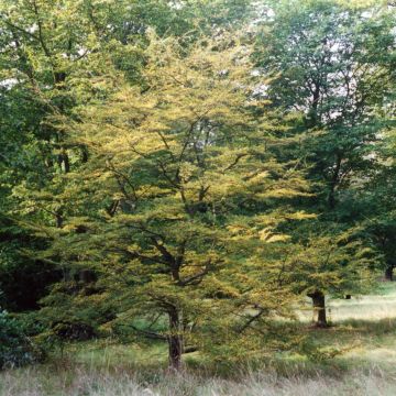 Nothofagus antarctica - Scheinbuche