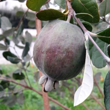 Brasilianische Guave Apollo - Feijoa sellowiana