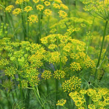 Fenchel - Foeniculum vulgare