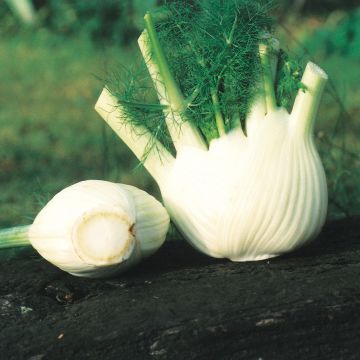 Gewöhnlicher Fenchel Selma - Foeniculum officinalis