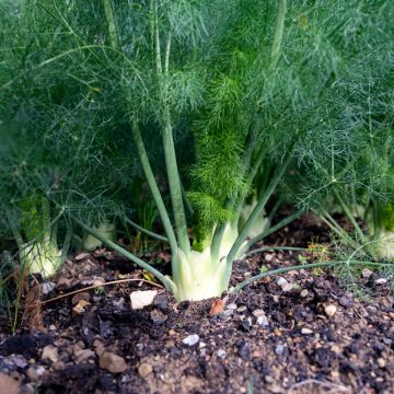 Fenchel Selma