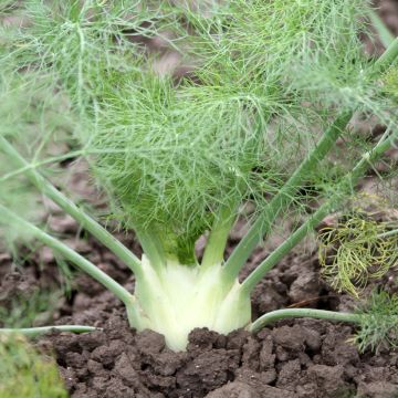 Fenchel Tauro