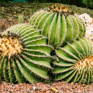 Ferocactus schwarzii - Ferokaktus