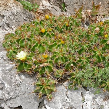 Ferocactus robustus - Ferokaktus