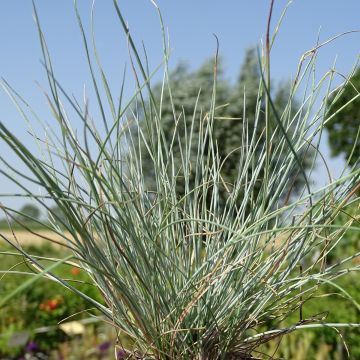 Blau-Schwingel Intense Blue - Festuca glauca