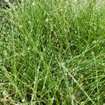 Amethyst-Schwingel - Festuca amethystina