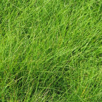 Echter Schwingel - Festuca filiformis