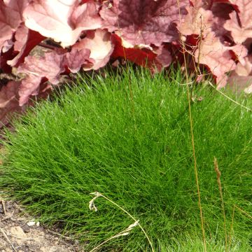 Bärenfell-Schwingel - Festuca gautieri