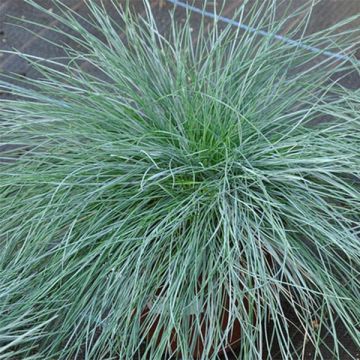 Schaf-Schwingel var. glauca - Festuca ovina