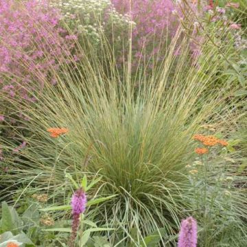 Atlas-Schwingel - Festuca mairei