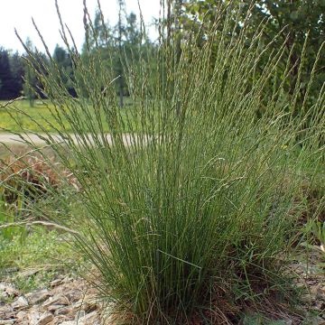 Schaf-Schwingel - Festuca ovina