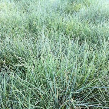 Walliser Schwingel Glaucantha - Festuca valesiaca