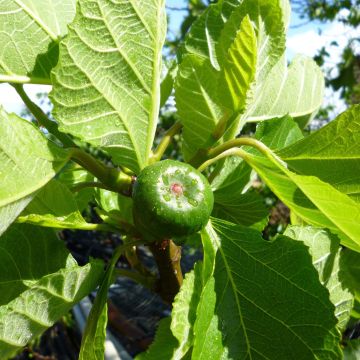 Figuier Jordan - Ficus carica