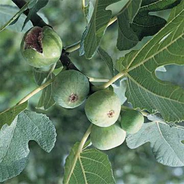 Feige Blanquette - Ficus carica