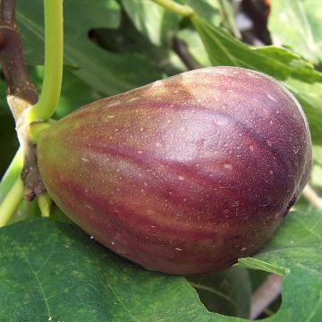 Feige Brown Turkey - Ficus carica