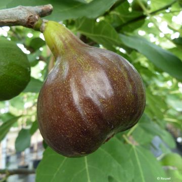 Feige Bornholm's Diamant - Ficus carica