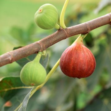 Figuier - Ficus carica Osborn's Prolific