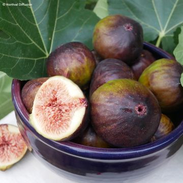 Feige Rouge de juillet 'Minfigfor' - Ficus carica